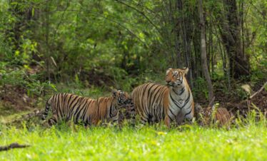 tadoba national park2