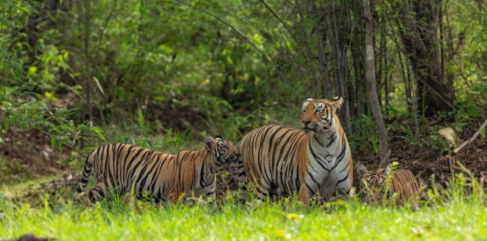 tadoba national park2