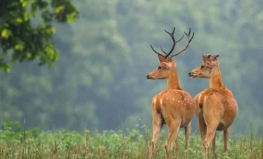 kanha