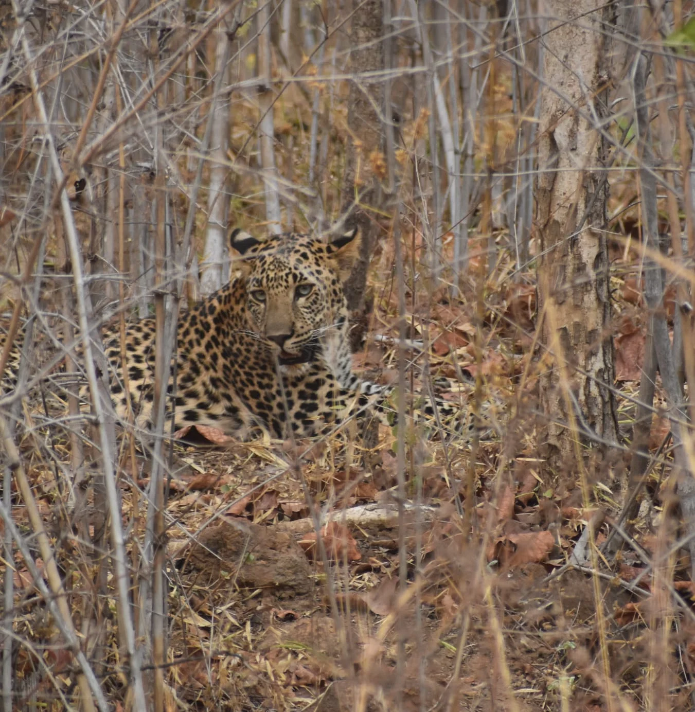 spot the cheetah