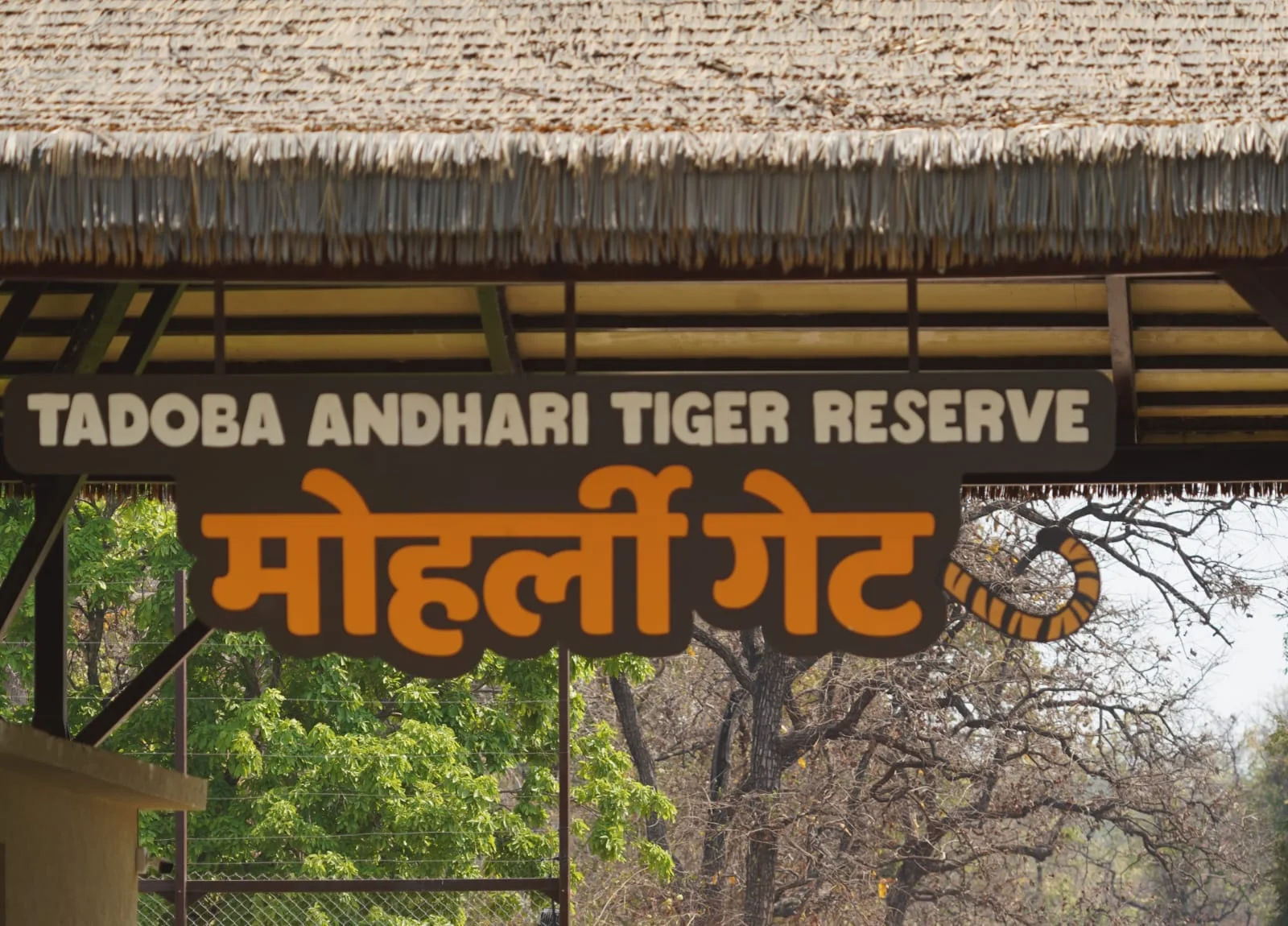 tadoba gate tiger reserve